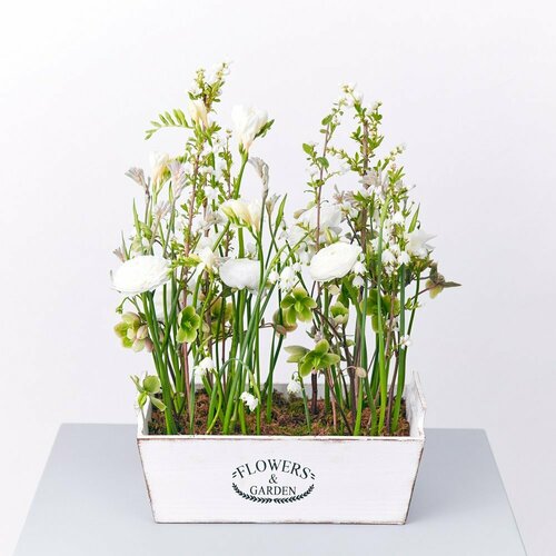 Нежная весенняя композиция в кашпо No.5815 Анигозантус, Кашпо, Ландыш, Леукоюм, Мох, Ранункулюс, Фрезия, Хелеборус, Экзохорда