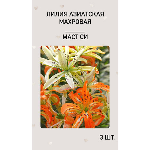 Лилия Маси Си, луковицы многолетних цветов лилия маст си 2 шт
