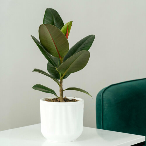 Фикус Эластика домашний в интерьерном кашпо 3392₽