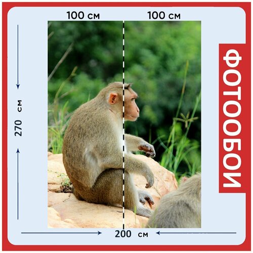 Фотообои Обезьяна крупным планом лангура серый лангур 200x270 см флизелиновыена стену 2940₽