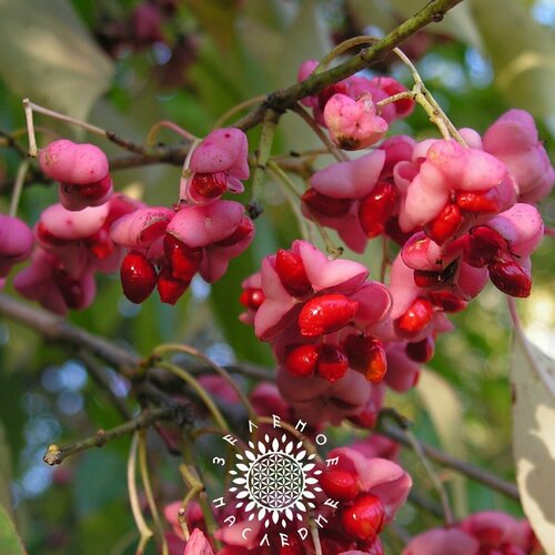 Семена Бересклет маака (лат. Euonymus maackii) 30шт от Green Legacy