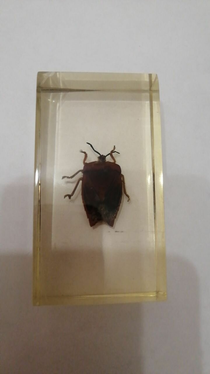 Насекомое Красный клоп Личи