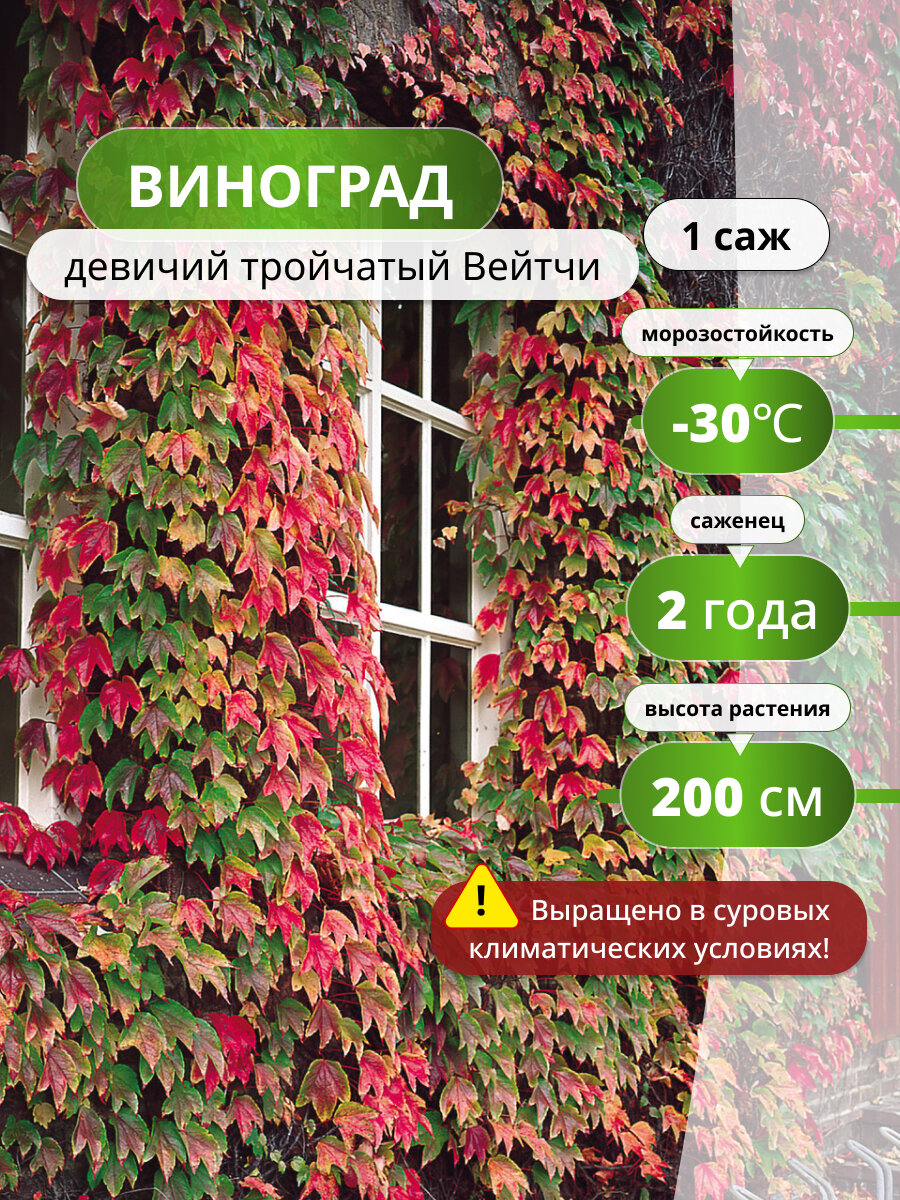 Виноград девичий тройчатый Вейтчи, 1 , декоративное растение