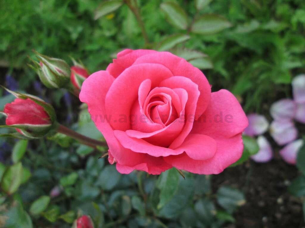 Роза флорибунда Bella Rosa, Саженцы, С2 (2 литра), ЗКС - Кустарники лиственные