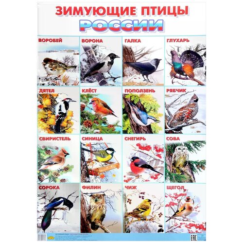 "Зимующие птицы России. Плакат"