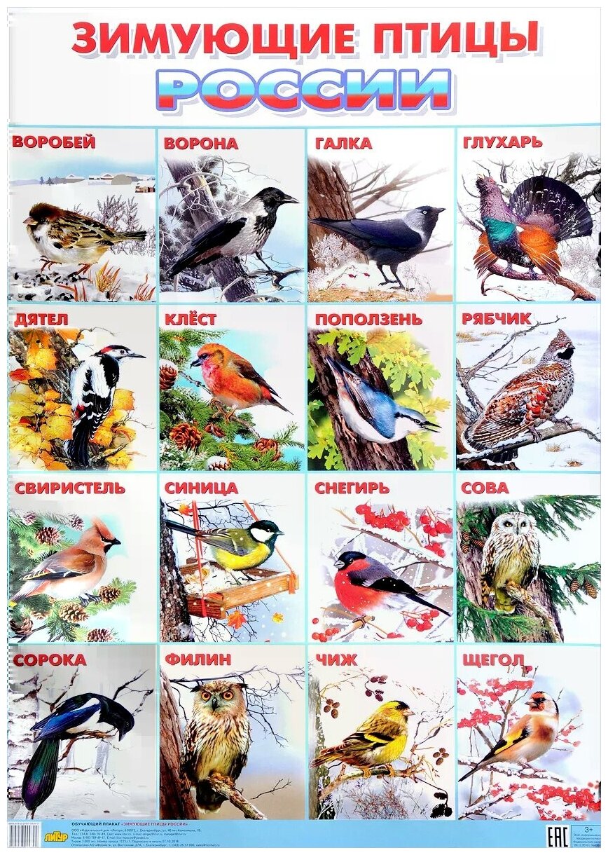 Плакат "Зимующие птицы России" (550х770) - фото №1