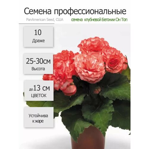 Бегония клубневая Он Топ Сюрприз