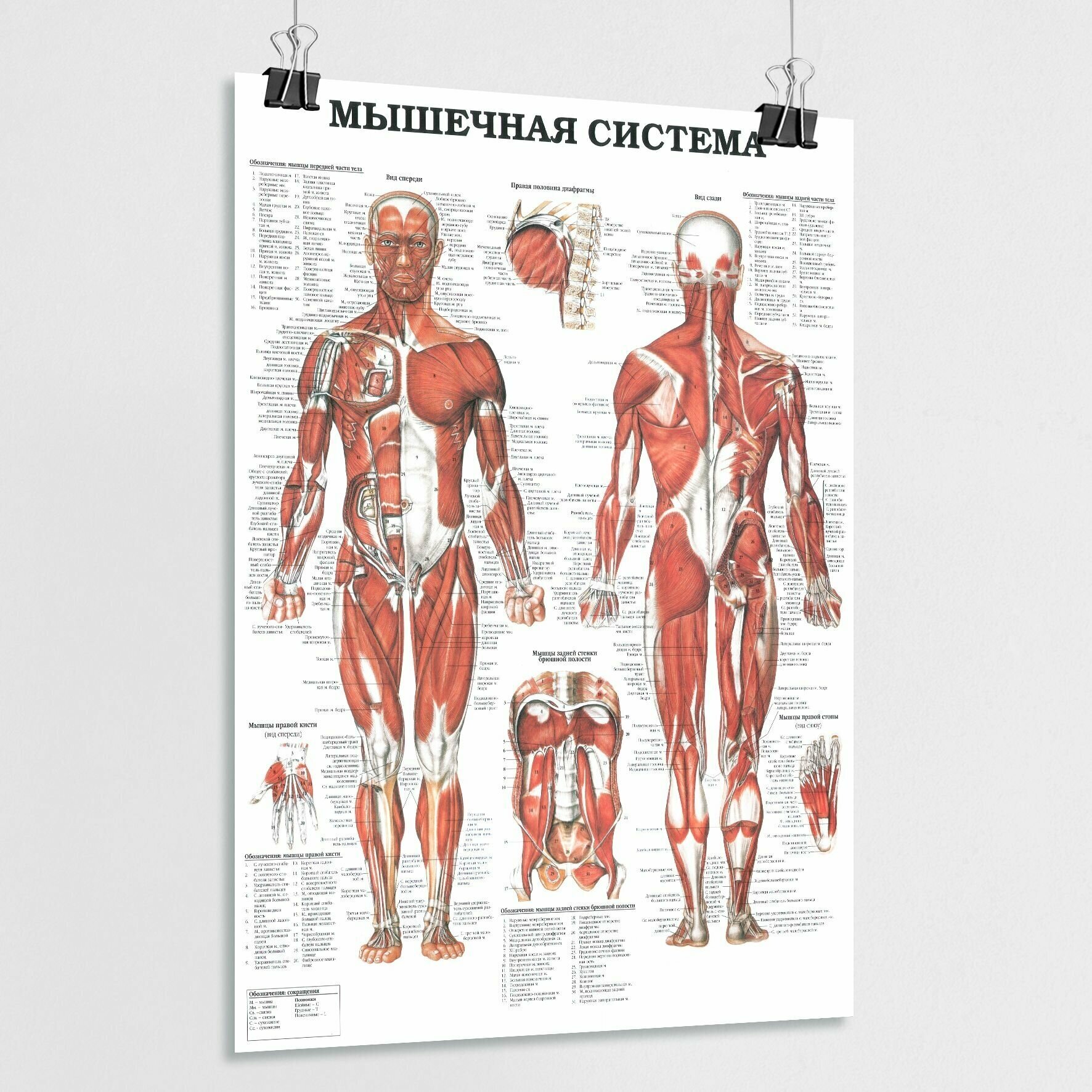 Плакат по анатомии человека "Мышечная система" / ламинированный / А-1 (60x84 см.)