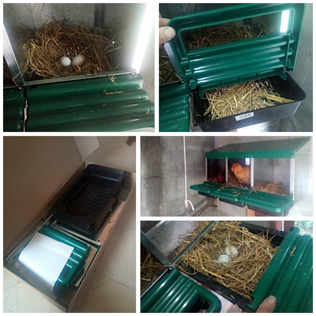 Гнездо для кур несушек 2 секции с яйцесборником - фотография № 6