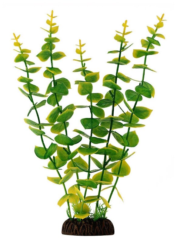 Растение "Бакопа" желто-зеленая, крупнолистная, 300мм, 1шт