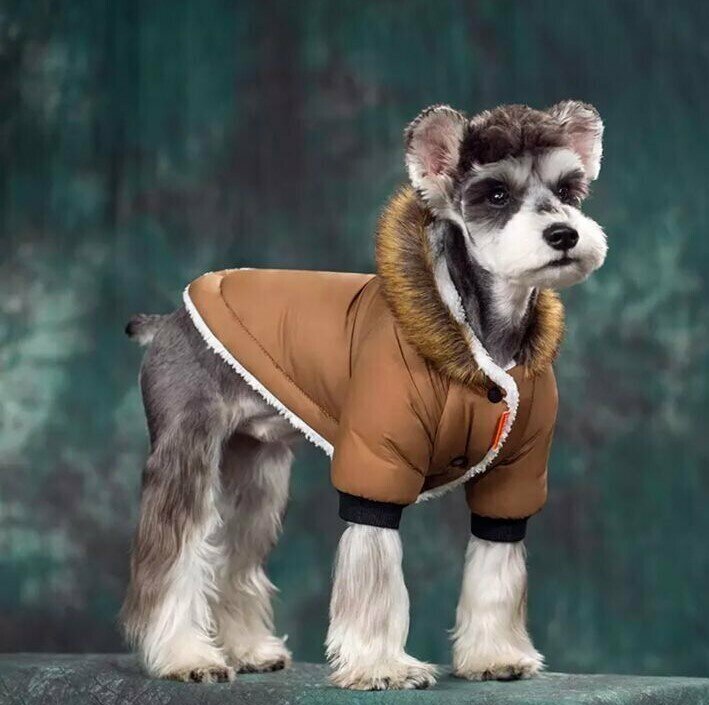Куртка для собак мелких пород Arnydog Полюс коричневая, S(20-25 см). - фотография № 3