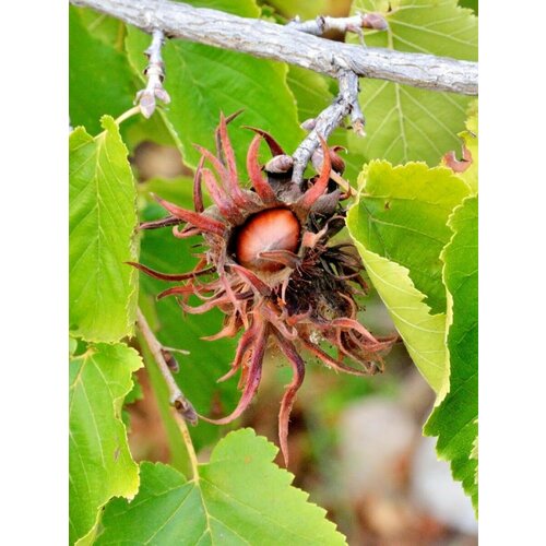 Семена Орех медвежий (Corylus colurna), 10 штук