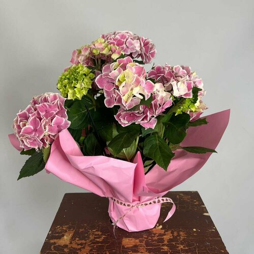 Гортензия гидрангия розовая в горшке 3900₽