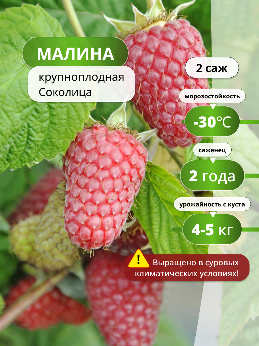 Малина крупноплодная Соколица / 2 шт, саженцы малины, морозостойкий, среднеспелый сорт