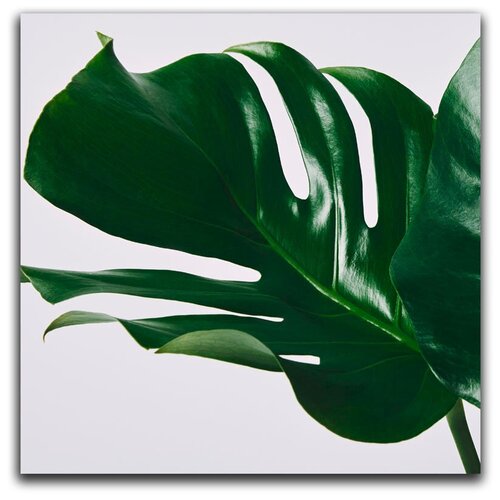 Картина на холсте LOFTime 30х30 тропическое растение 2 К-035-3030