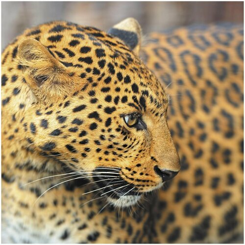 Фотообои (Панно) COLOR Леопард, K-312, 300х300 см