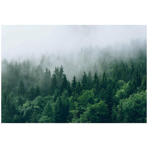 Фотообои на стену URBAN Design UDS-055 Хвойный лес в тумане, 200 х 135 см, флизеиновые