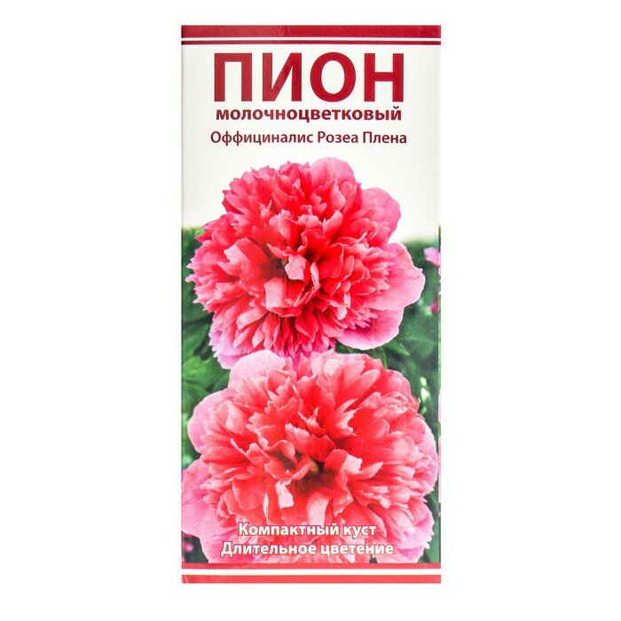 Пионы молочноцветковые Оффициналис Розеа Плена, 2-3 р-р, 1 шт. 60 h(см), Осень 2022 Поиск 9245957 - фотография № 1