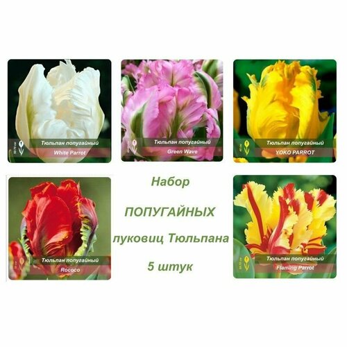 Набор Тюльпаны попугайные 5шт.