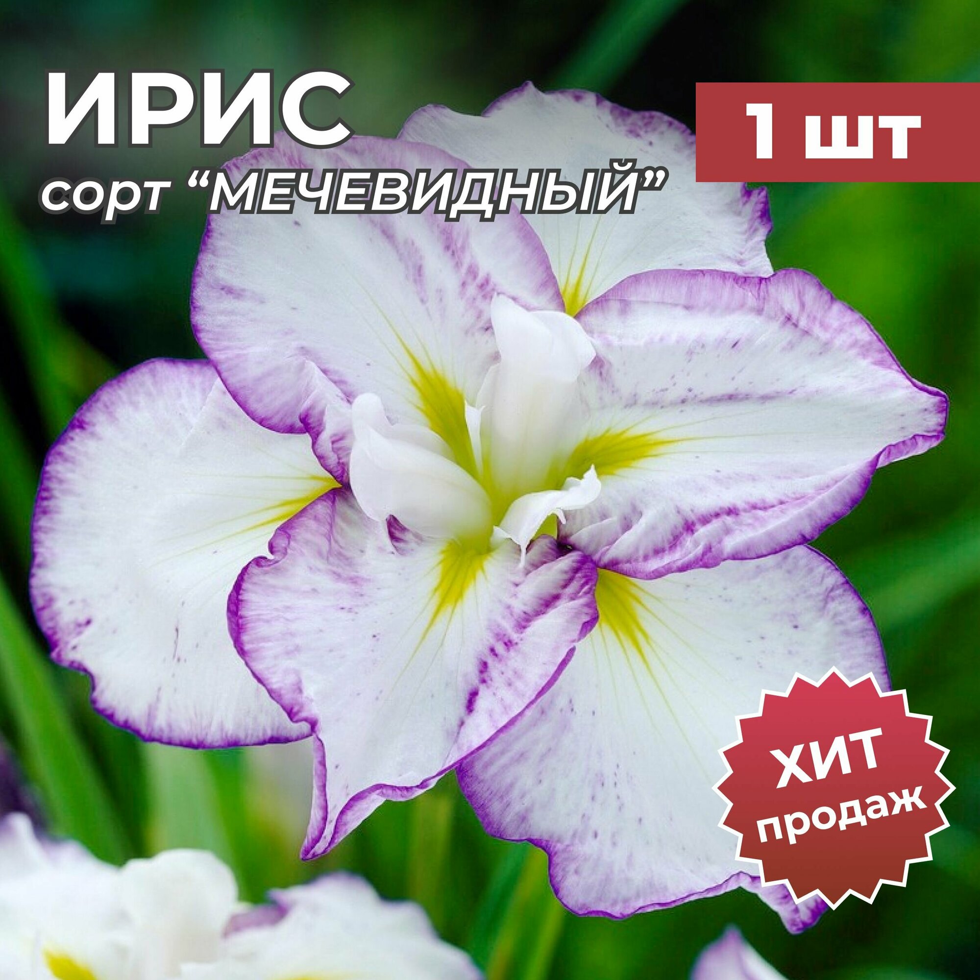 Ирис Мечевидный корень/корневище ириса на посадку 