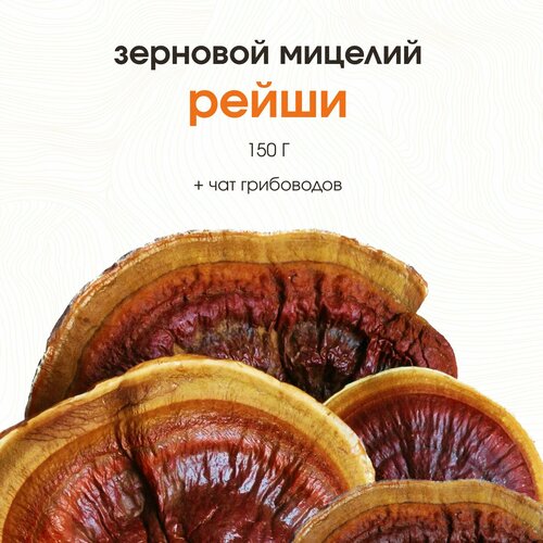 Мицелий рейши. Семена грибов семена мицелий грибов сморчок