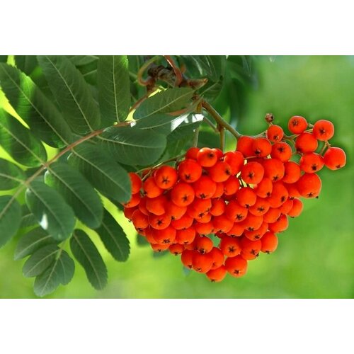 Рябина Обыкновенная (лат. Sorbus aucuparia) семена 25шт + подарочек