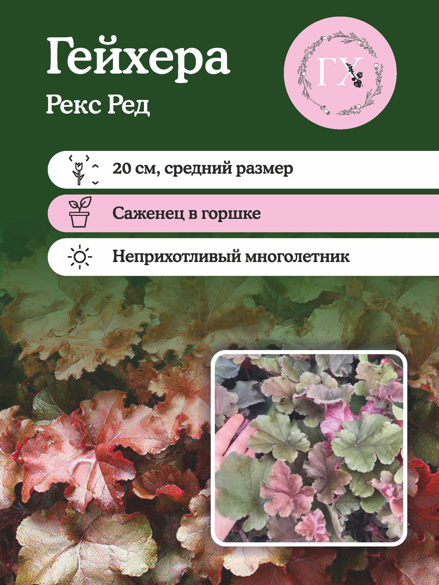 Гейхера саженец Рекс Ред (саженец в горшке)