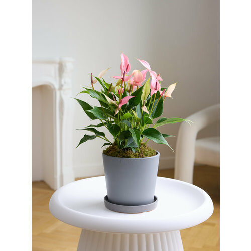 Растение антуриум лили h 45, d 17 см