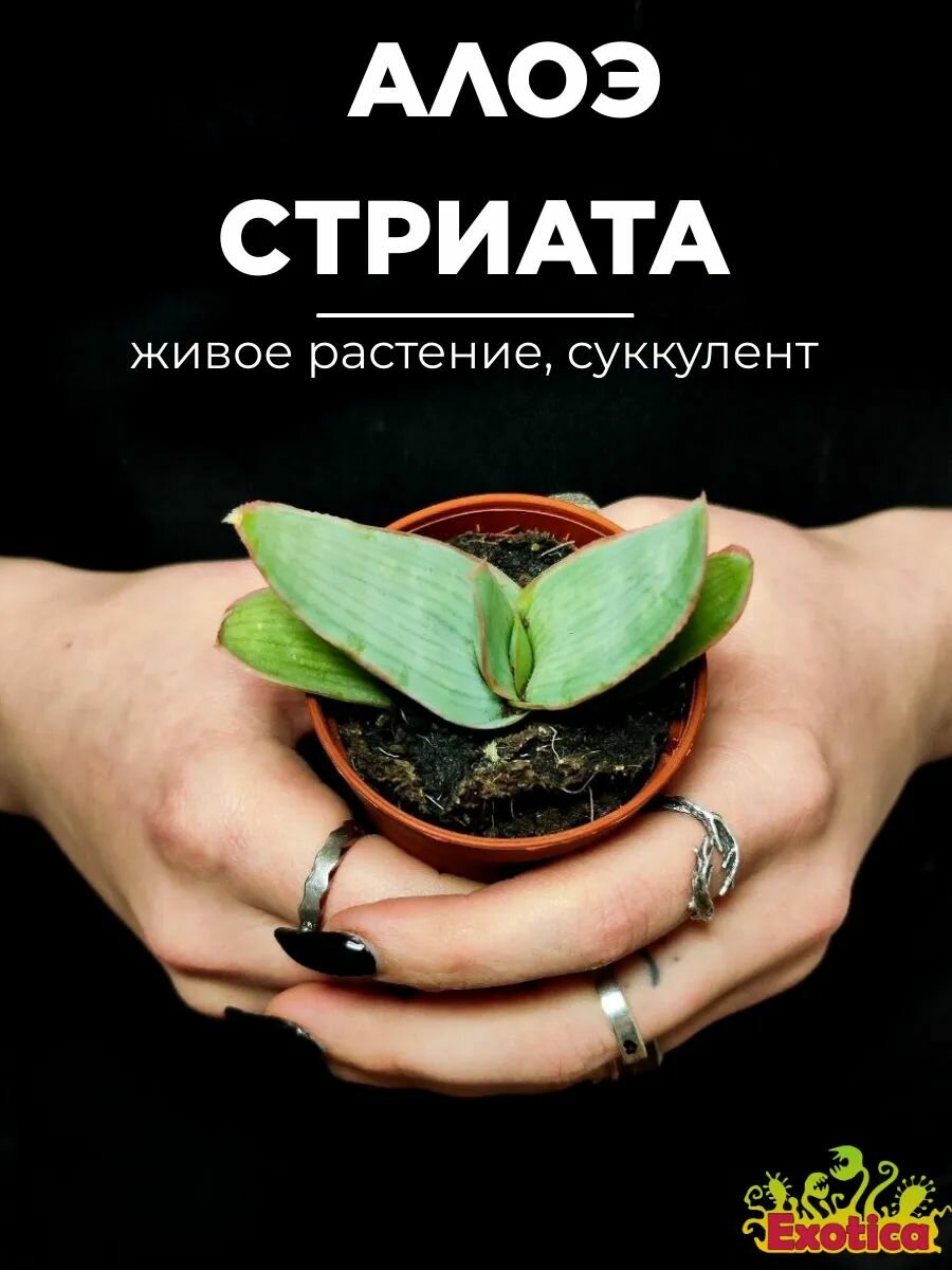 Алоэ Стриата (Aloe Striata) D5см