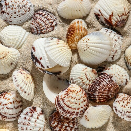 Набор ракушек 25 - 4 см 100 г 367₽