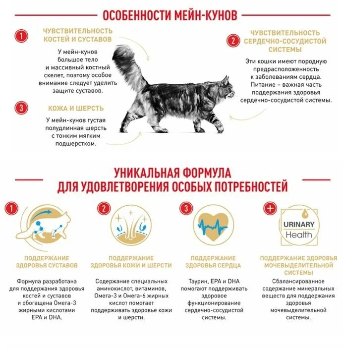 Сухой корм для кошек Royal Canin Maine Coon Adult Корм для взрослых кошек породы Мэйн Кун от 15 месяцев до 12 лет 2 шт. х 400 г - фотография № 6