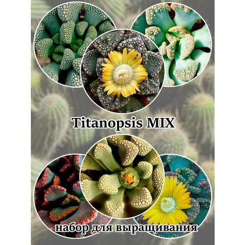 Суккулент Titanopsis MIX набор для выращивания (семена, грунт, горшочек, инструкция по посеву).