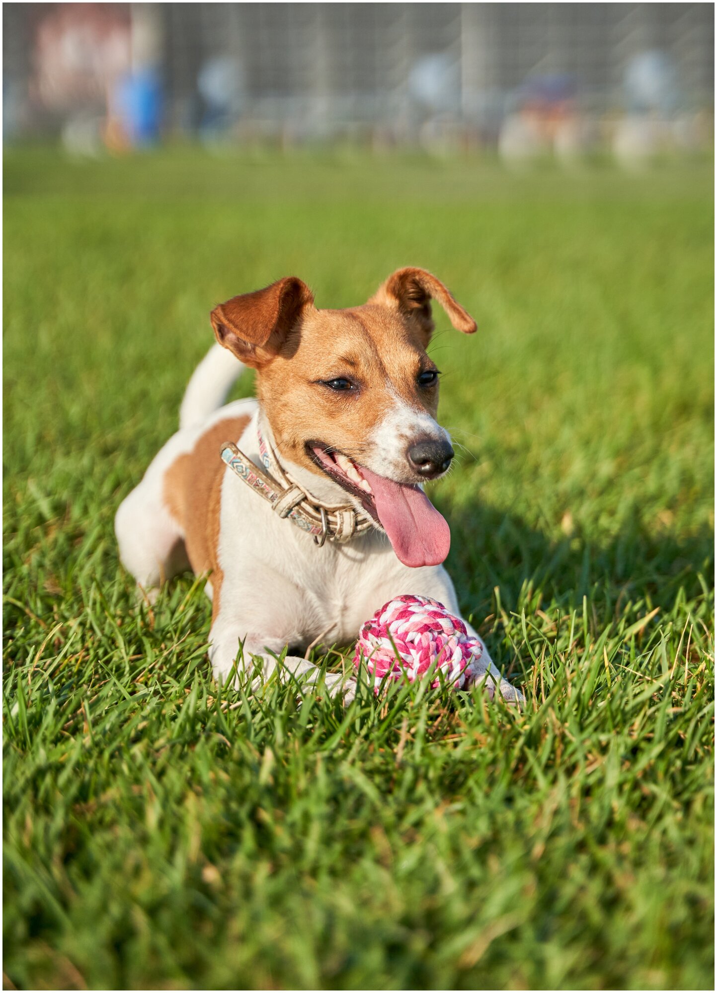 Игрушка для собак плетёный мяч Japan Premium Pet с интригующим ароматом и функцией чистки зубов, вкус клубника, размер SS - фотография № 8