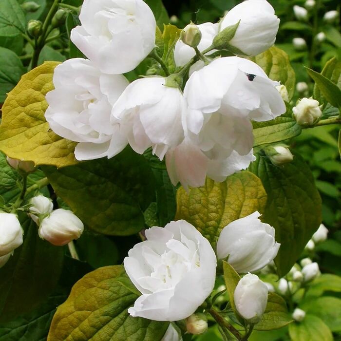 Жасмин Желтая Гора саженец