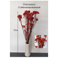 Сухоцвет Озотамнус, Рисовый цветок, 60г, цвет красный