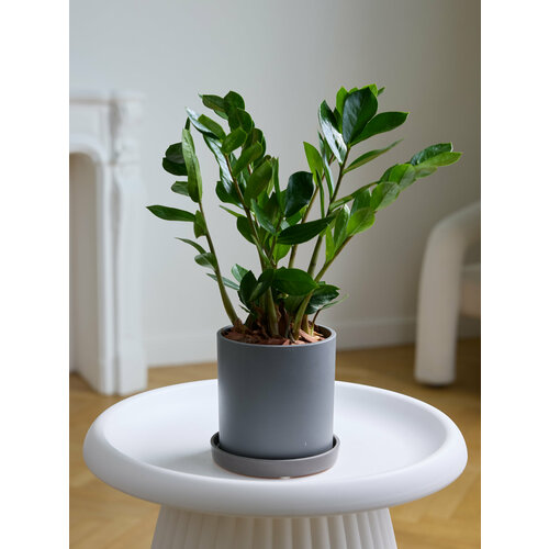 Растение комнатное замиокулькас в бетонном горшке h 35 см, d 15 см