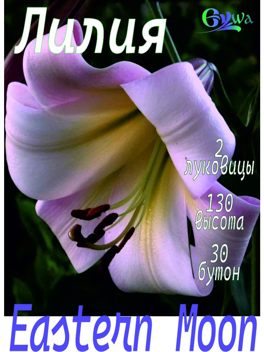 Лилии луковицы многолетние Истерн Мун от-гибрид высота 130 см. 2шт