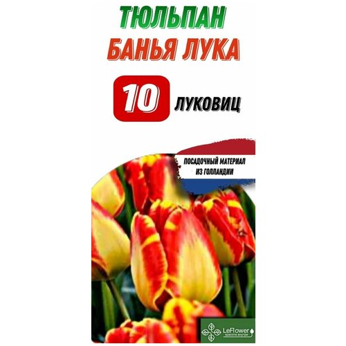Тюльпан Луковица, Банья Лука, 10шт
