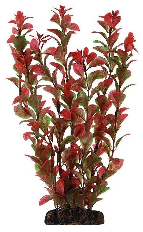 Растение 1967 Людвигия красная, 200мм, (пакет), Laguna