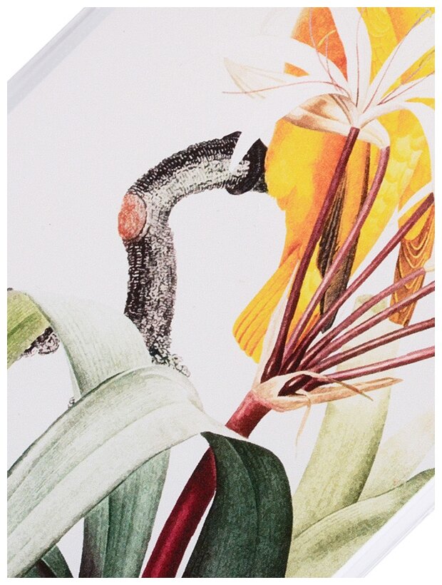 Cиликоновый чехол Желтый попугай на Honor 4C Pro / Хонор 4С Про ...