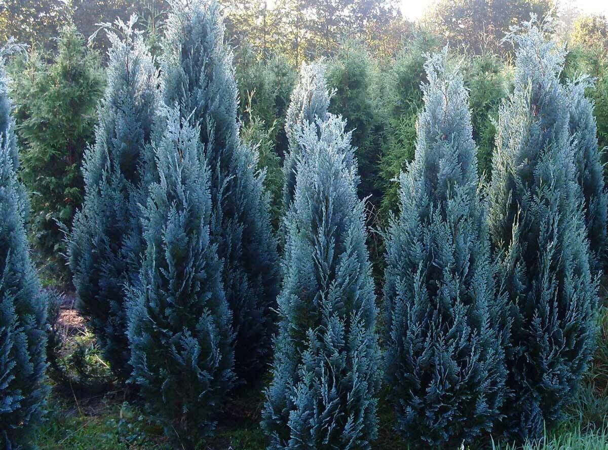 Кипарисовик Лоусона / Лавсона (лат. Chamaecyparis lawsoniana) семена 100 шт + подарочек