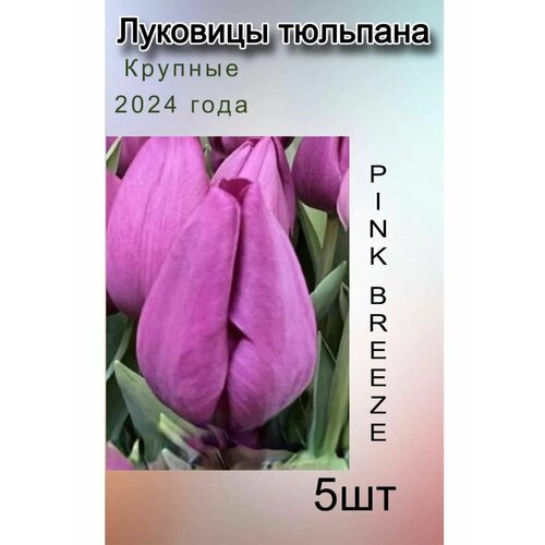 Луковицы Тюльпана Pink Breeze ( 5 шт)