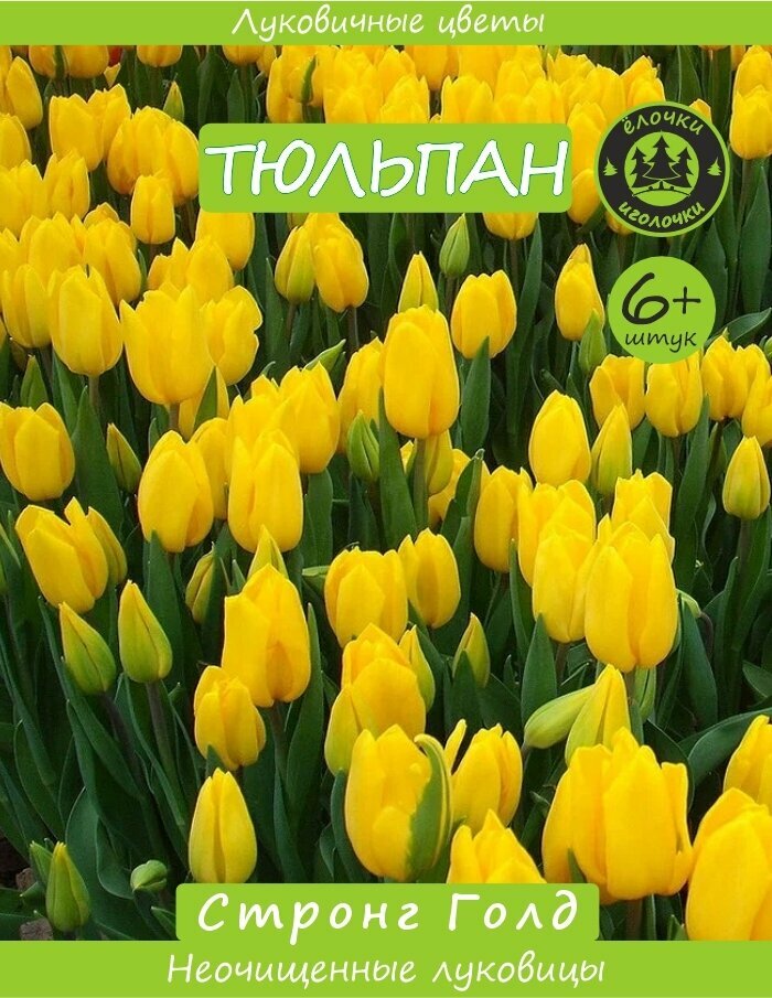 Тюльпан Луковица  Стронг Голд 6  шт  Ёлочки иголочки 