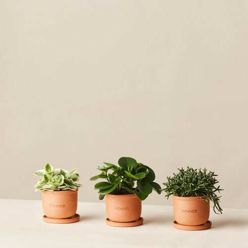 Plants set 13 зеленый