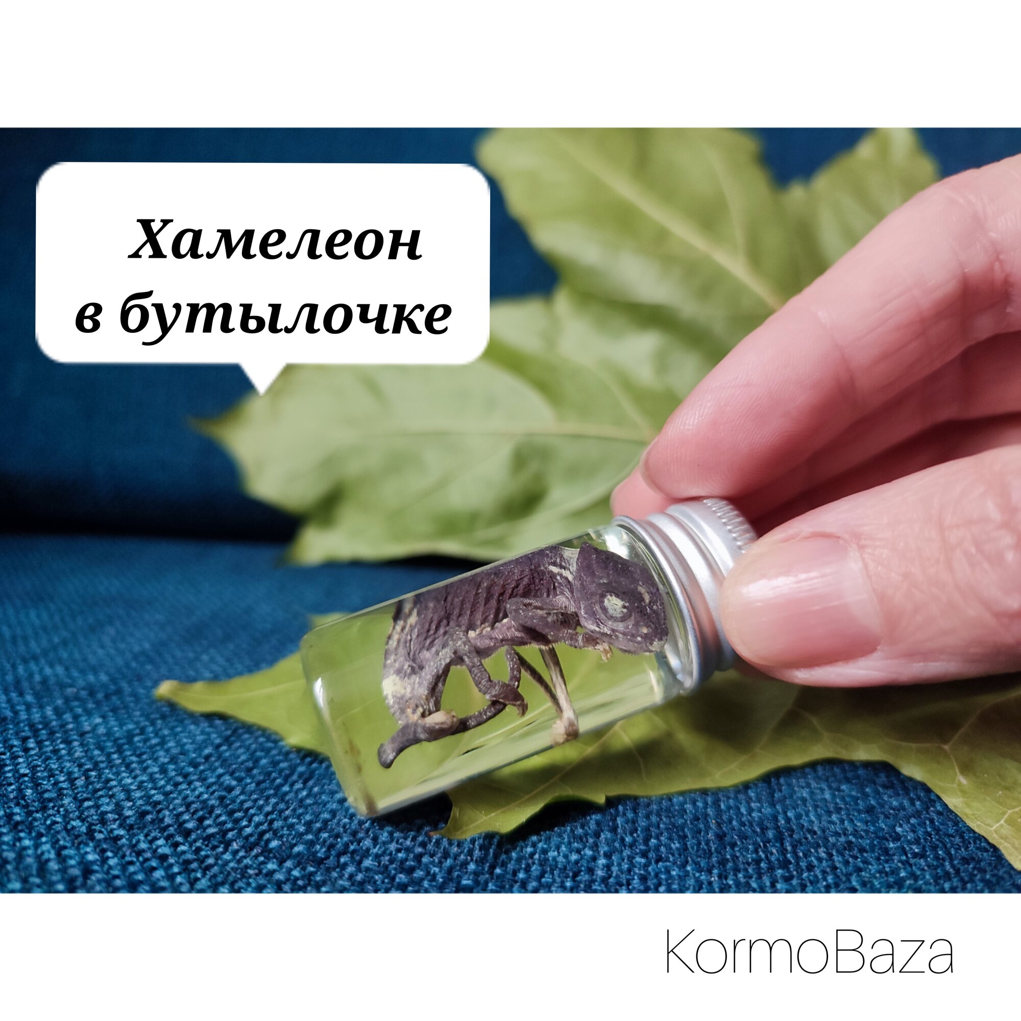 Хамелеон в бутылочке. Коллекция рептилий