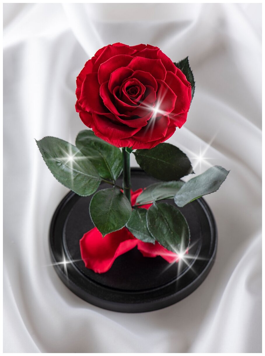 Живая Роза в колбе Therosedome Premium хит 11 см стабилизированная, цветок в колбе, вечная роза, подарок, декор для интерьера, цвет: бордовая, красная