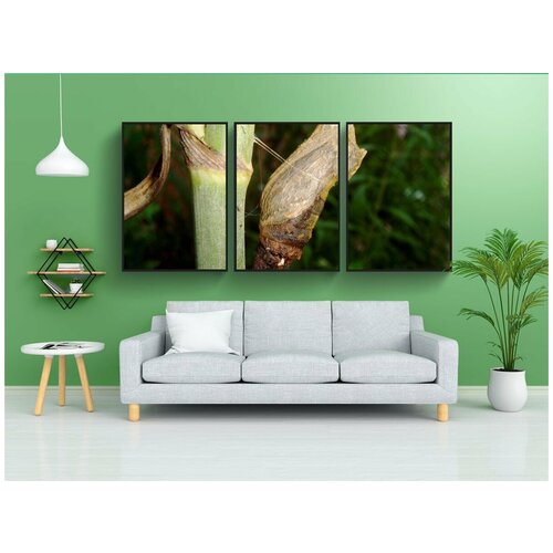 фото Набор модулных постеров для интерьера "куколка, гусеница, бабочка" 60x90 см. в тубусе, без рамки lotsprints