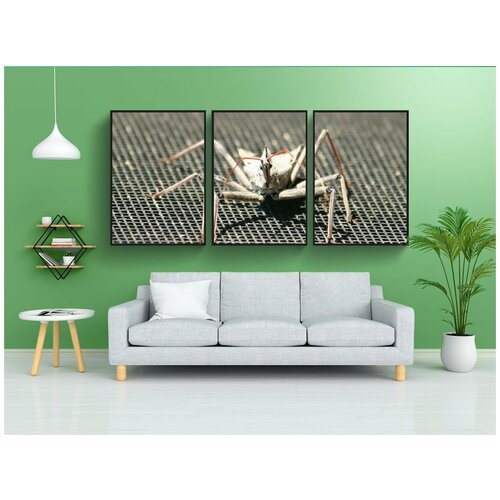 фото Набор модулных постеров для интерьера "насекомое, колесная ошибка, насекомое-убийца" 60x90 см. в тубусе, без рамки lotsprints