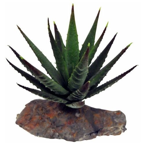 Декоративное растение для террариумов LUCKY REPTILE Tiger Aloe, 8см (Германия) декоративное растение для террариумов lucky reptile sumatra grass 20см германия