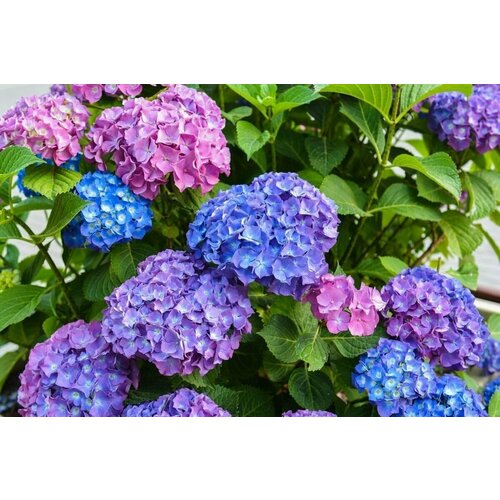 Саженец Гортензия 